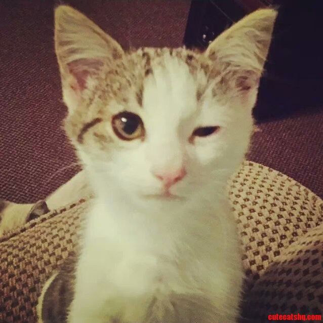 Derp