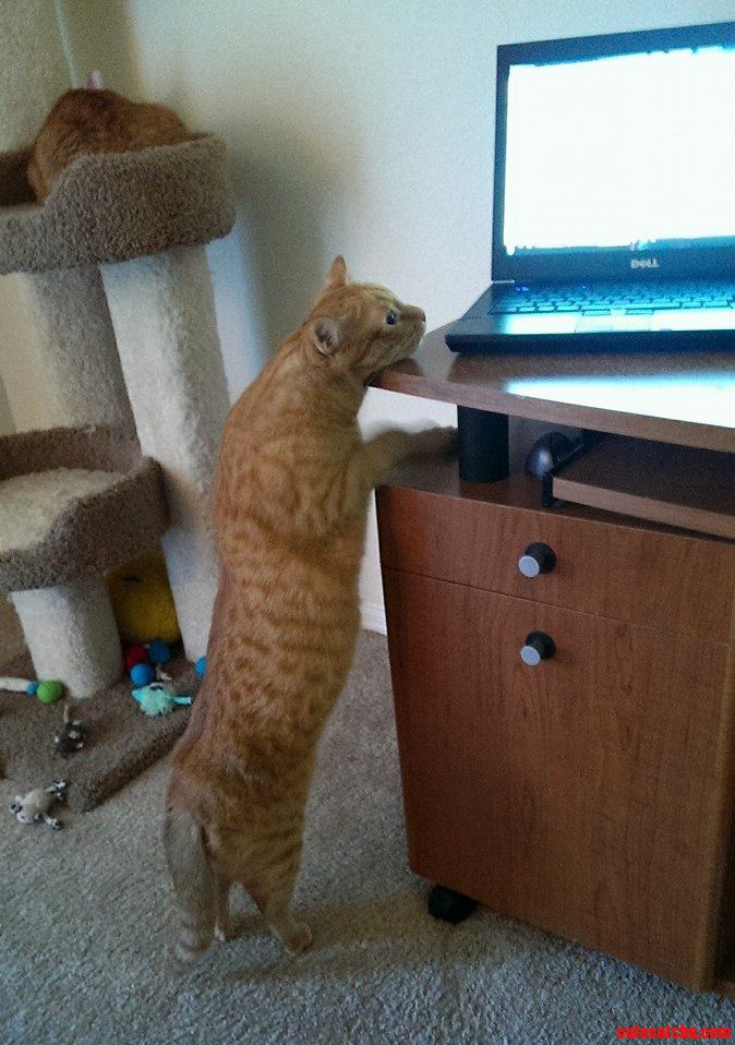 Desmond the Proofreader Kitty.