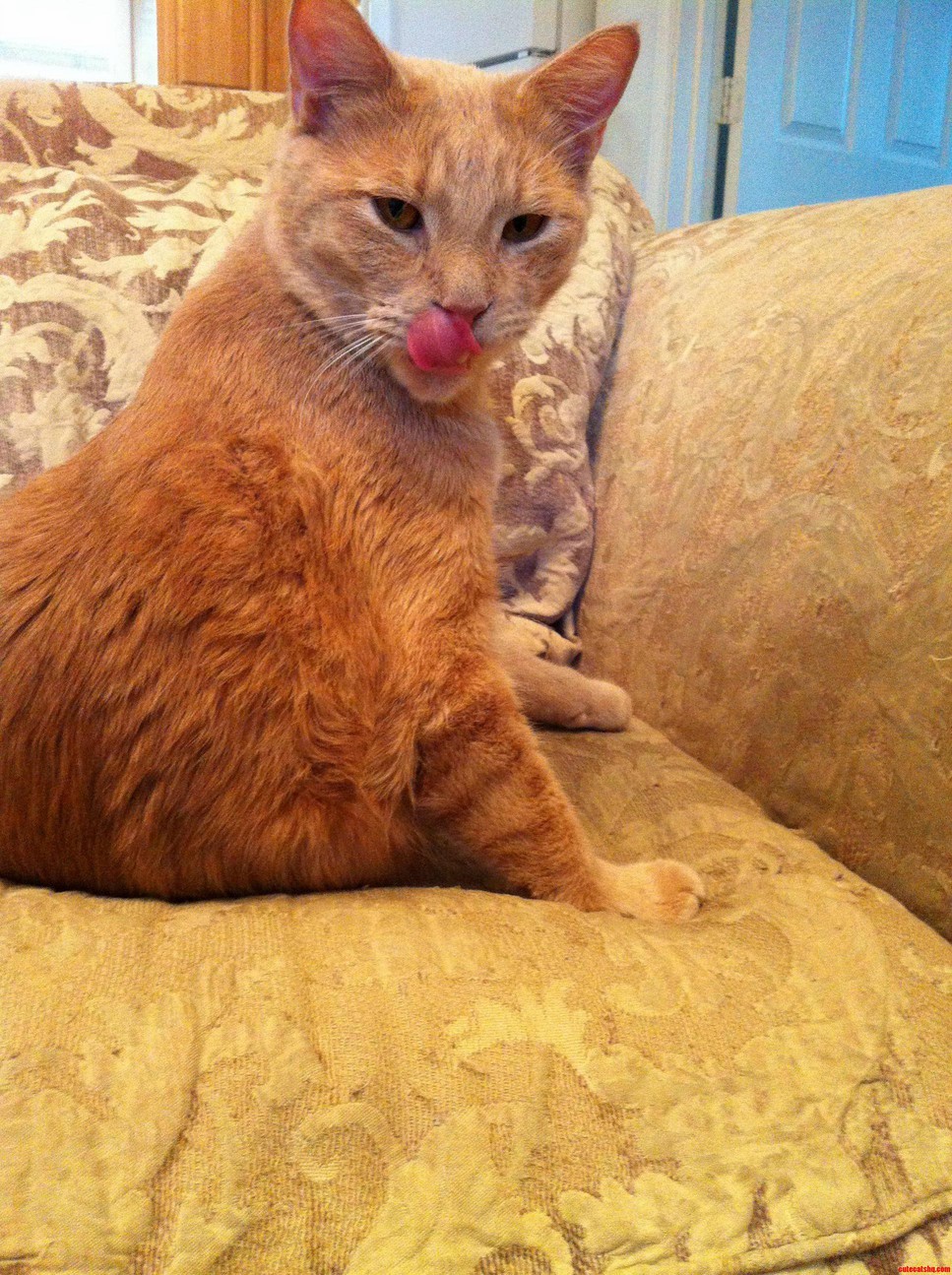 Diablo Loves to Strike a Pose.