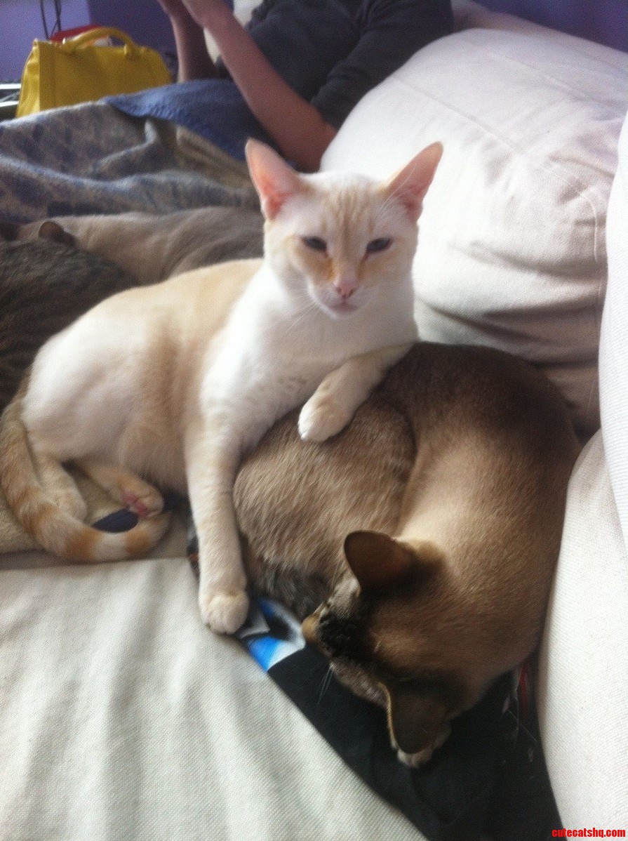 Dingus the Most Interesting Cat in the World.