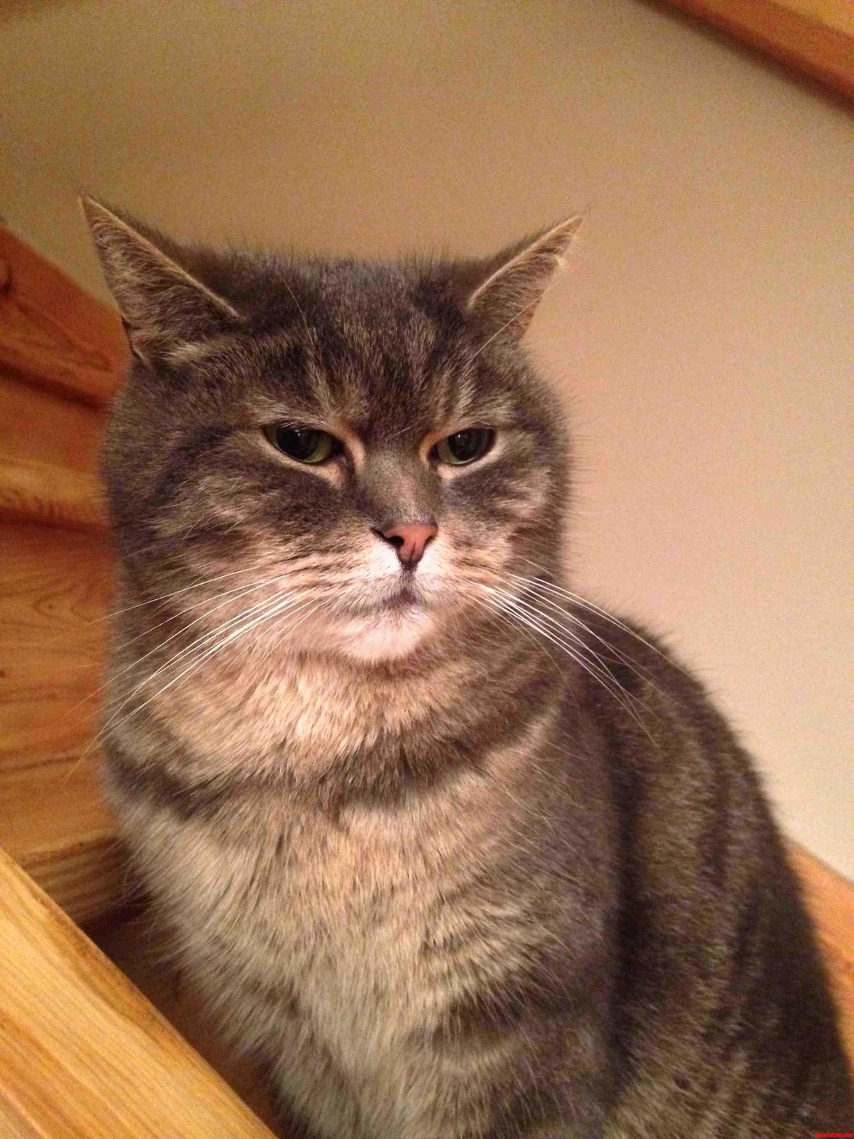 Disgruntled with the Christmas Guests