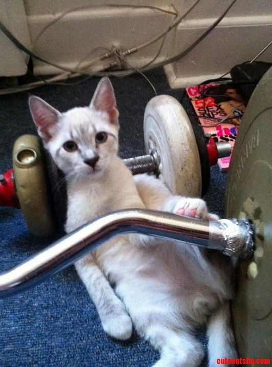 Do You Even Lift Bro