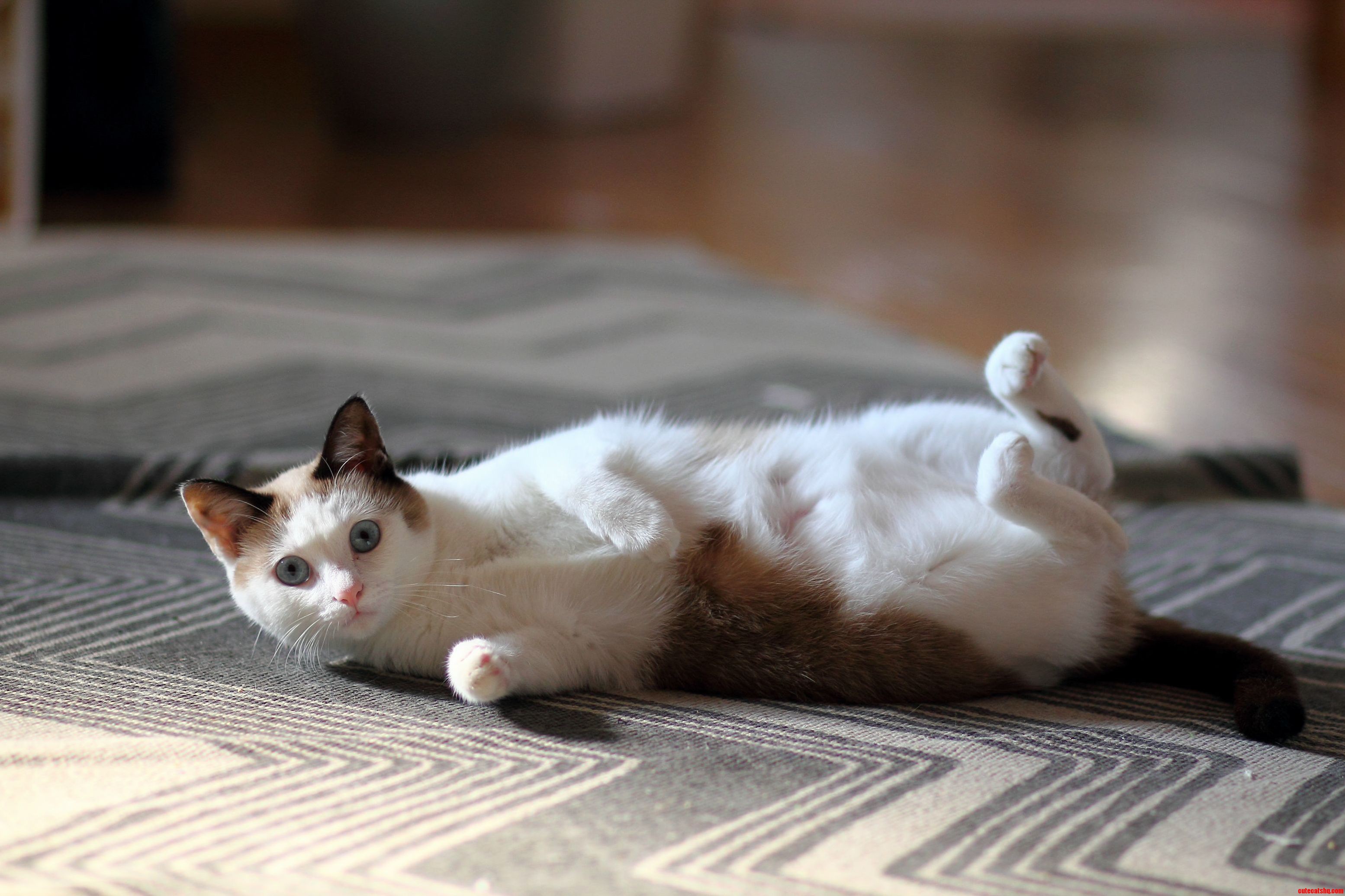Dont Be Fooled Into Petting Her Soft Belly