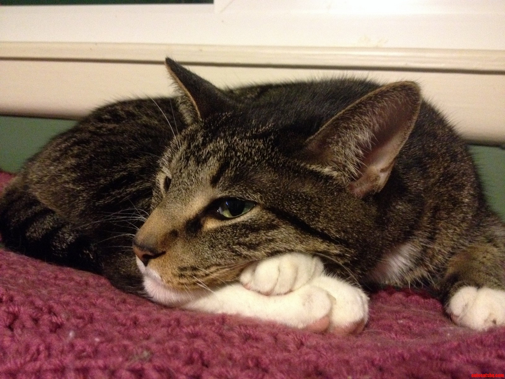 Double Paw Pillow