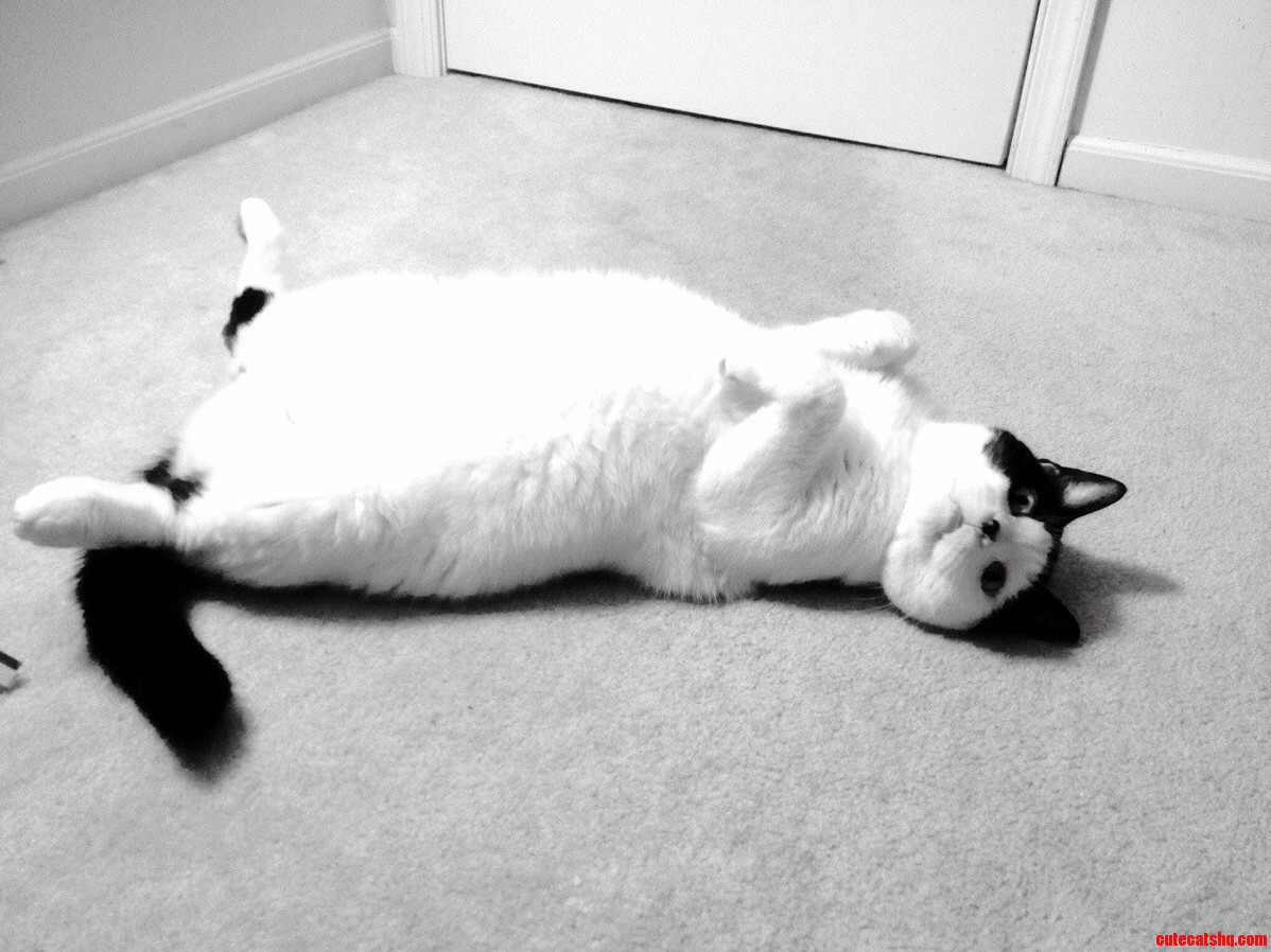 Draw Me Like One of Your French Cats