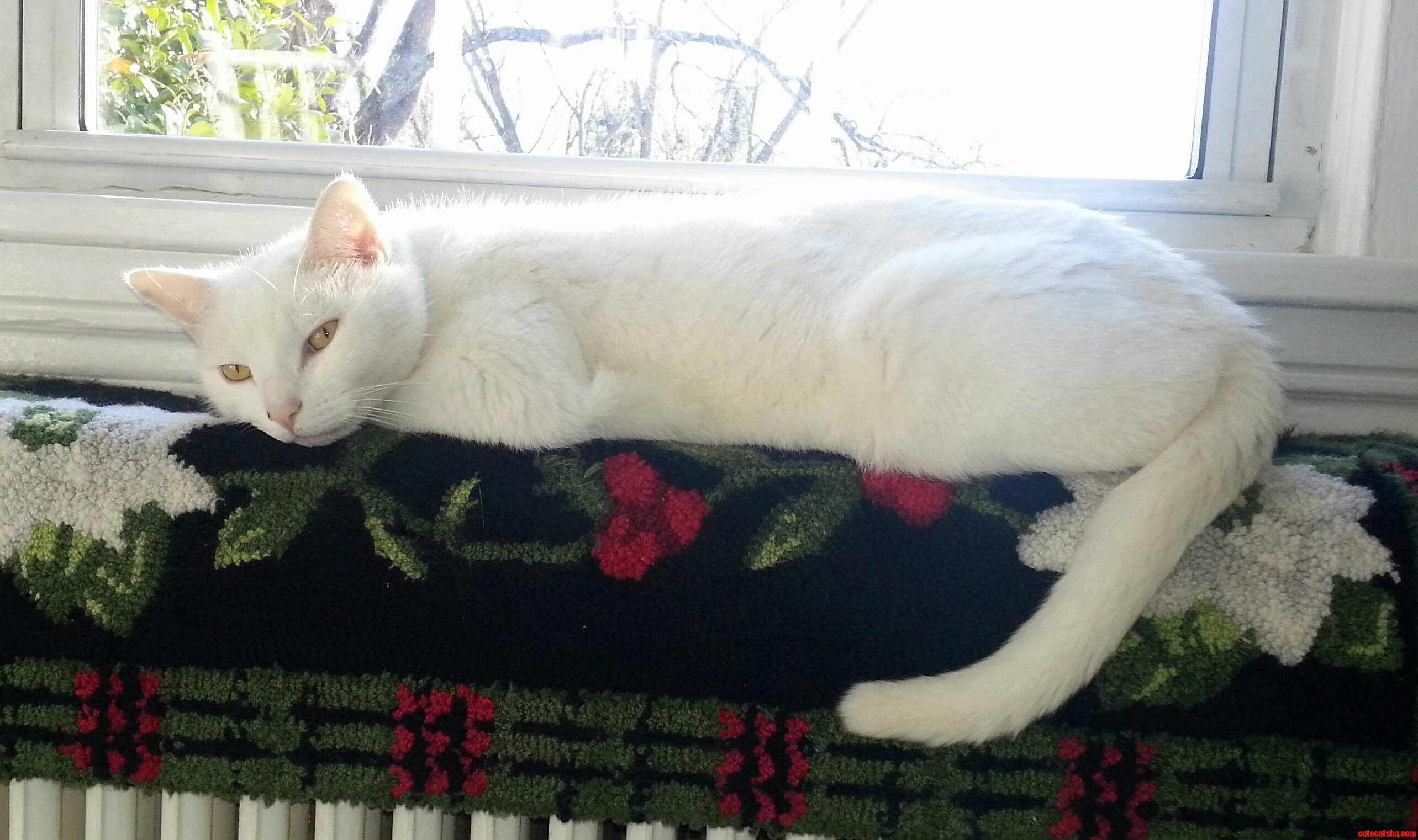 Dreaming of a White Christmas