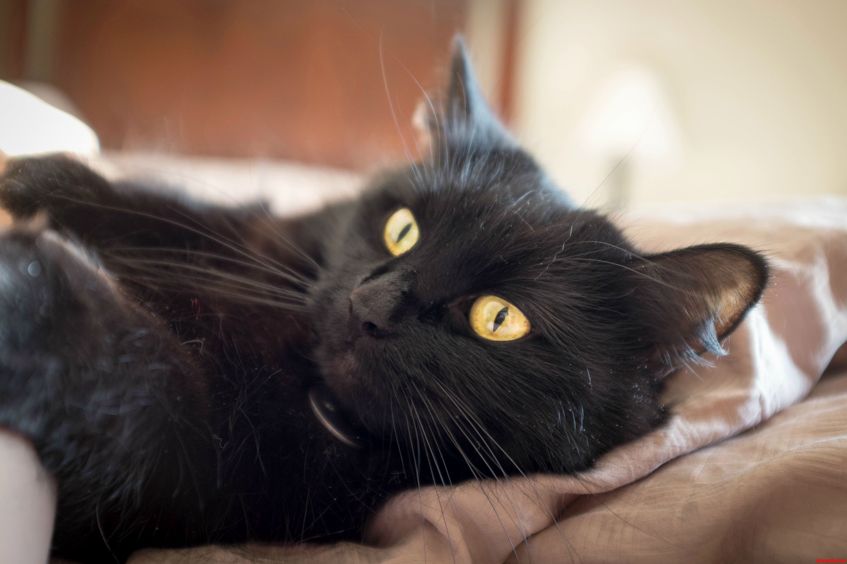 Dusty Kitty