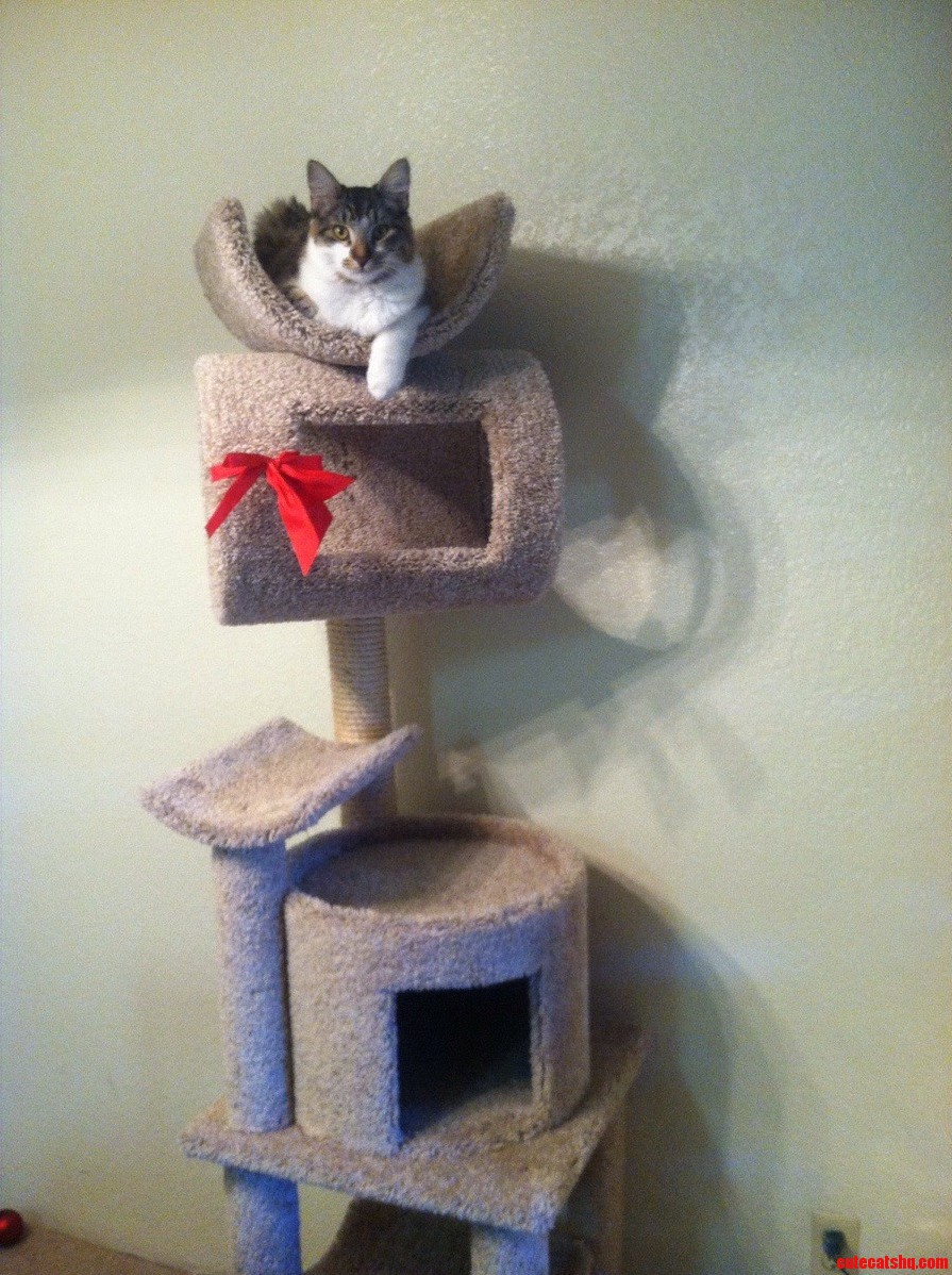Early Christmas Presents Are the Best.
