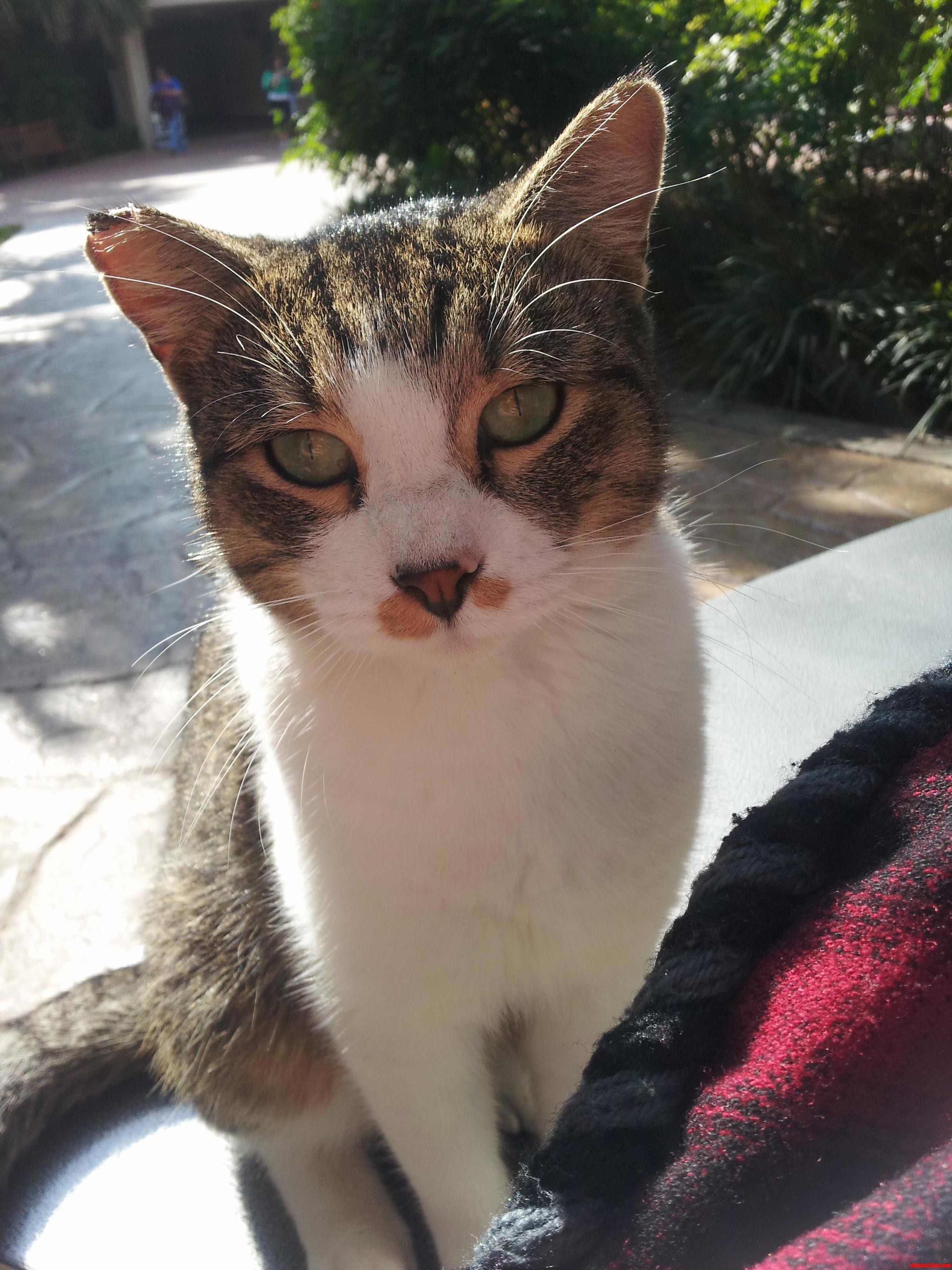 Emerald Eyes and Coffee Stain Mustache.