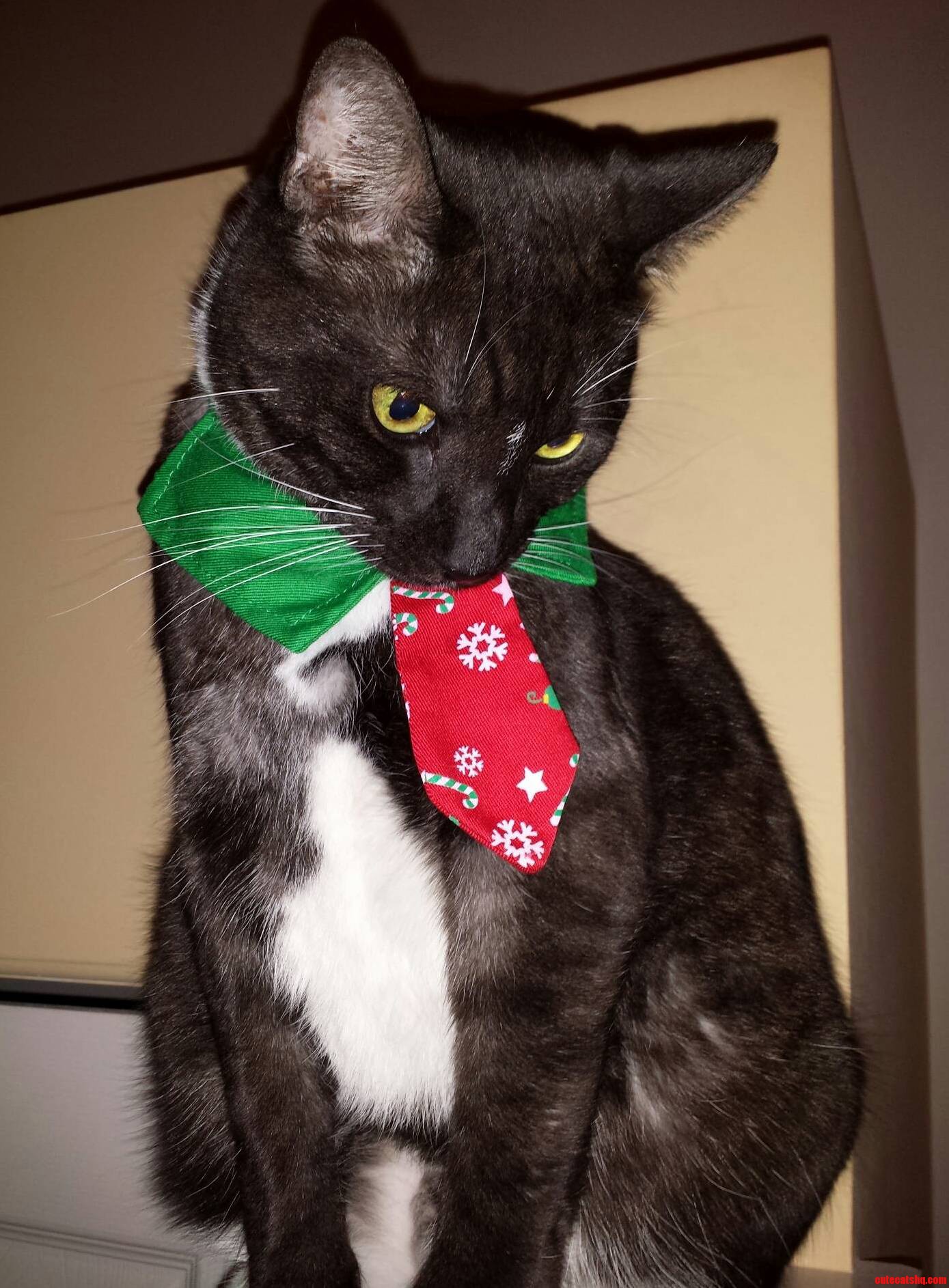 Eros Refuses to Look at the Camera When I Do Evil Things Like This to Him.