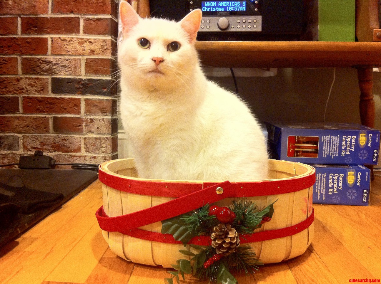 Even at 14 She Still Looks Cute in Baskets. Xpost Raww