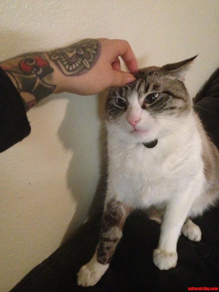 Even Though He Was Pissed He Sat Still and Let Me Pet Him Anyway.