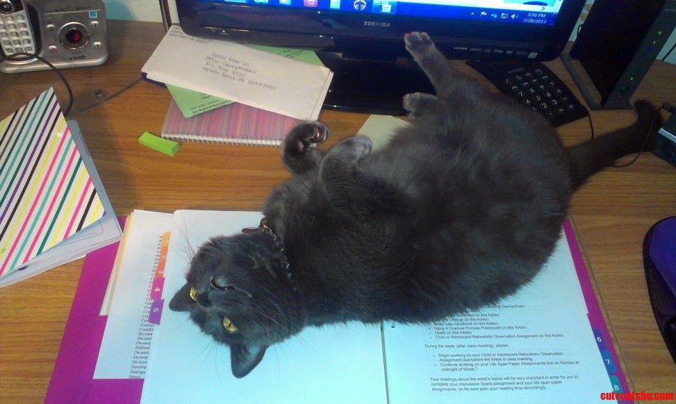 Every Single Time I Try to Study This Is What Happens
