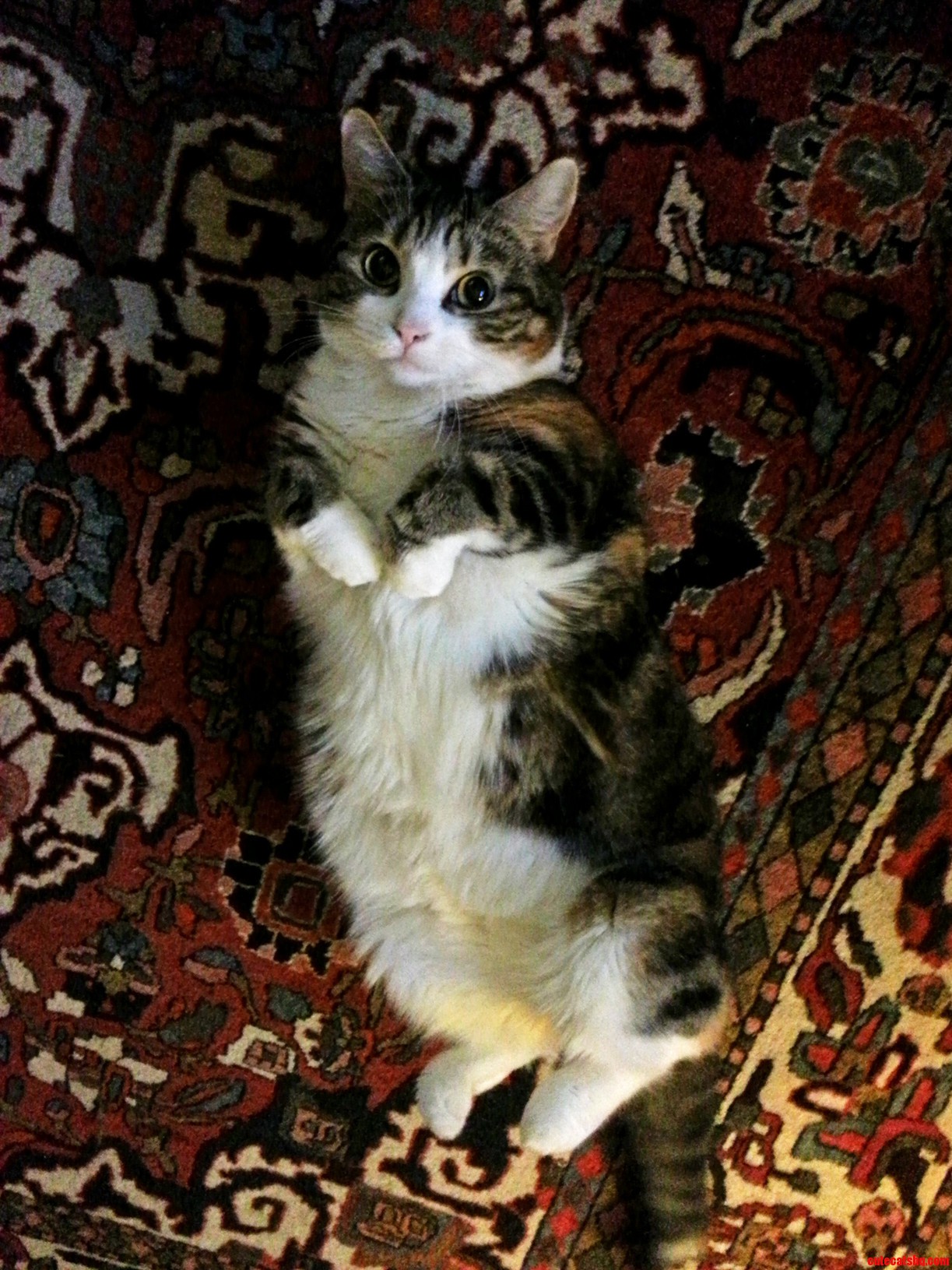 Every Time I Took Out My Camera She Laid Like This.