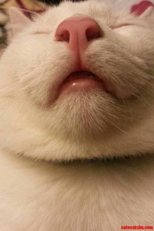 Extreme Close-up of Beethoven New Kitty