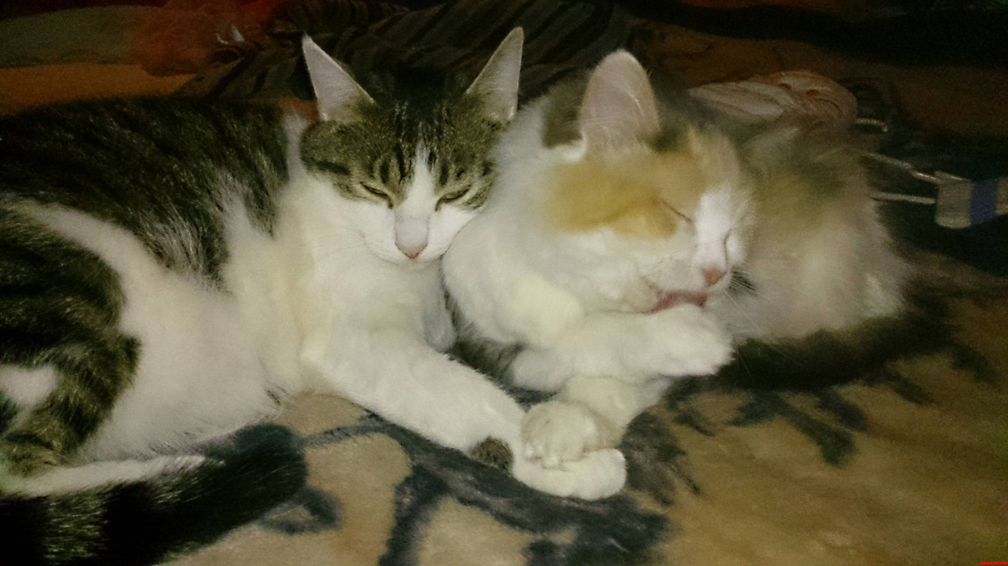 Ezio and Molly Sit Like This All Day.