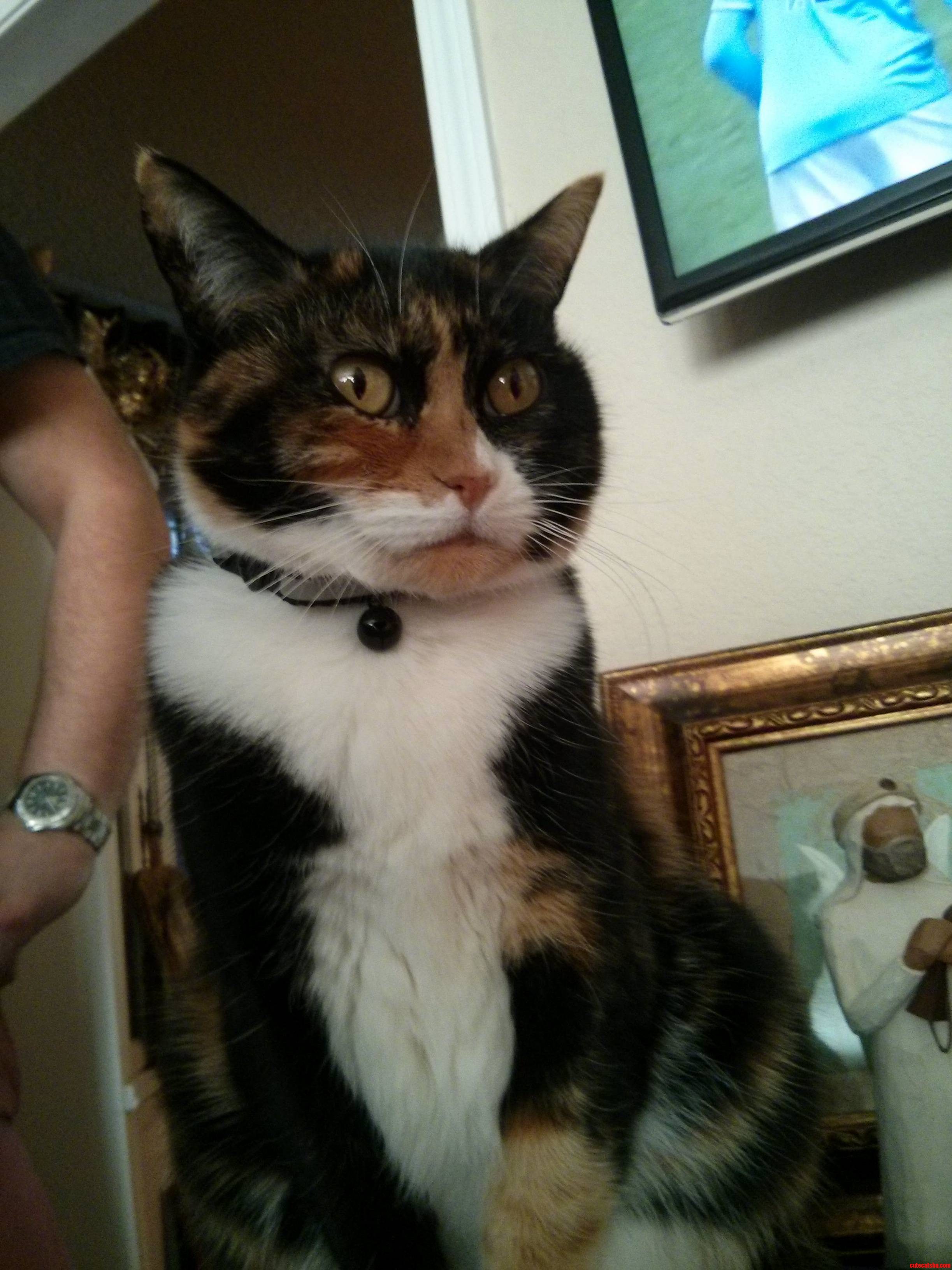 Family Cats Dear God Face