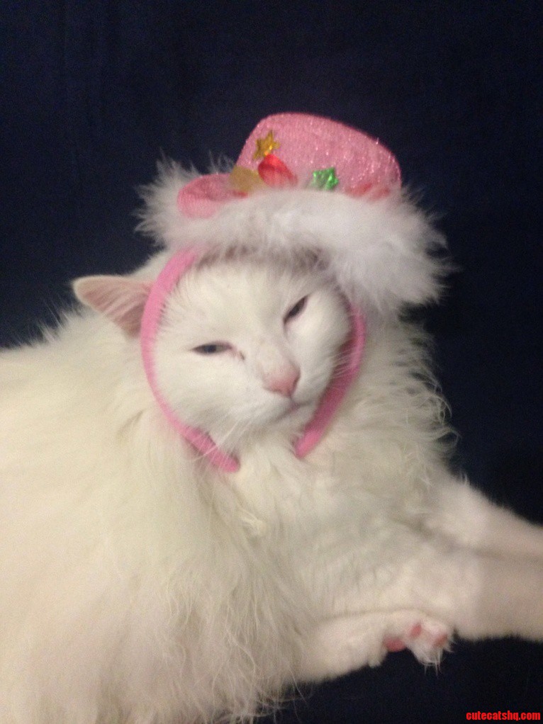 Fancy Boy