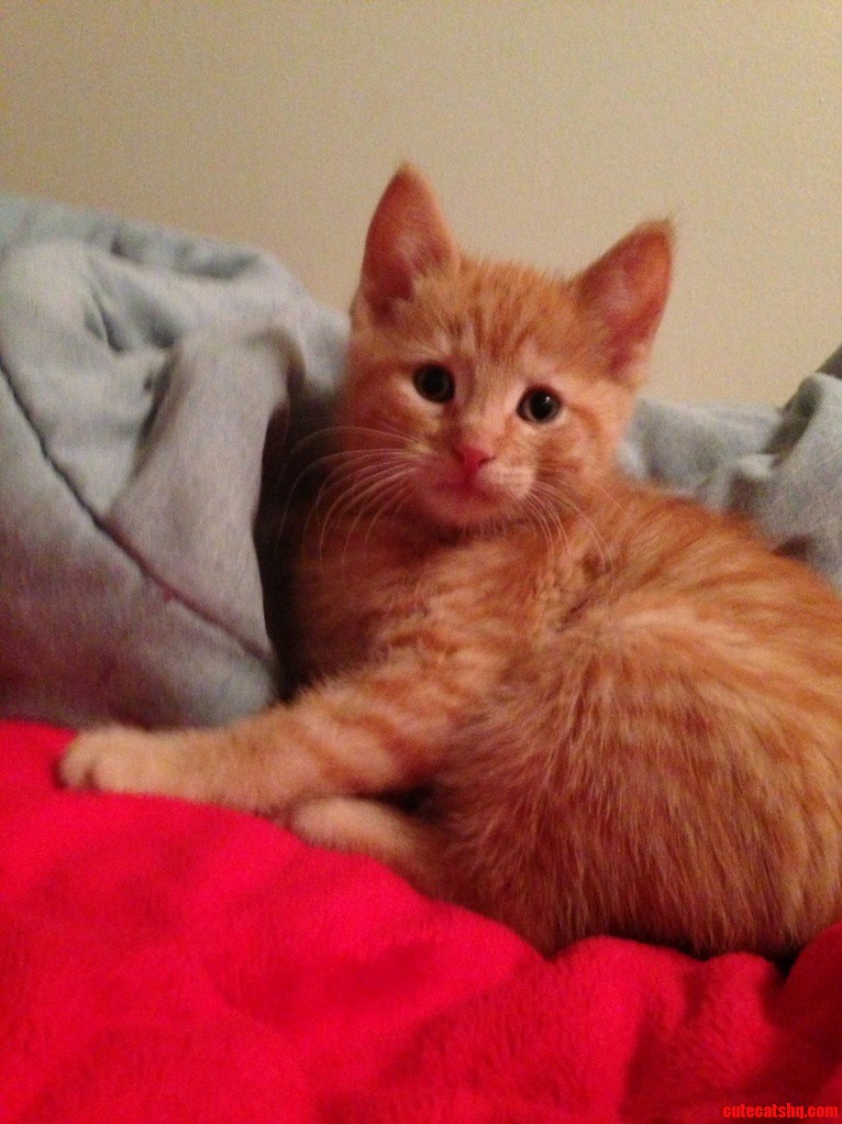 Favorite Picture of the Little Guy Just After We Got Him