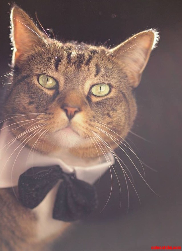 Felix Looking Dapper in a Bow Tie