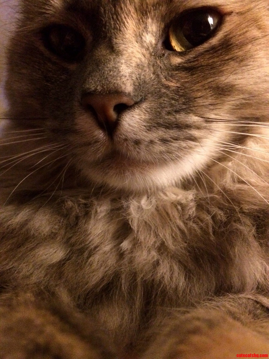 Figgy