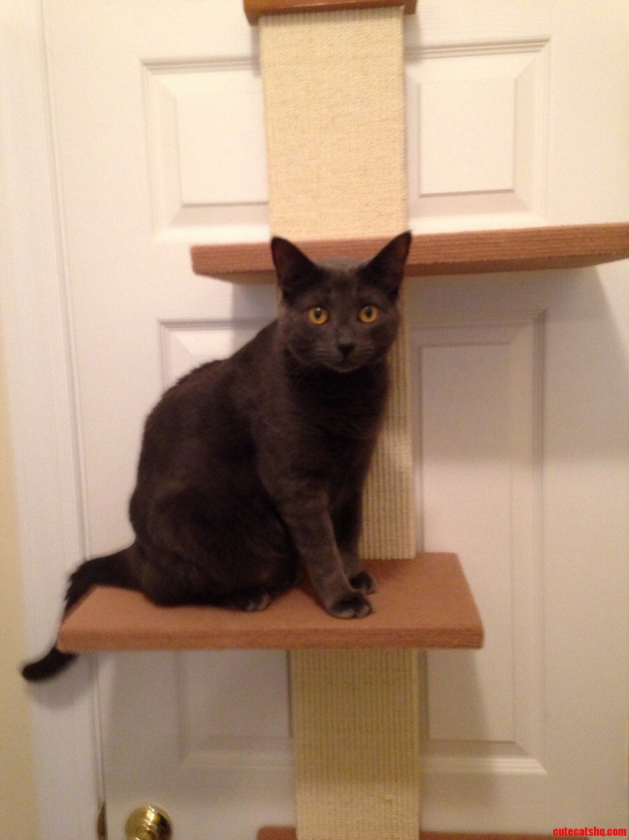 Finally Got the Door Climb Assembled. Diesel Approves.