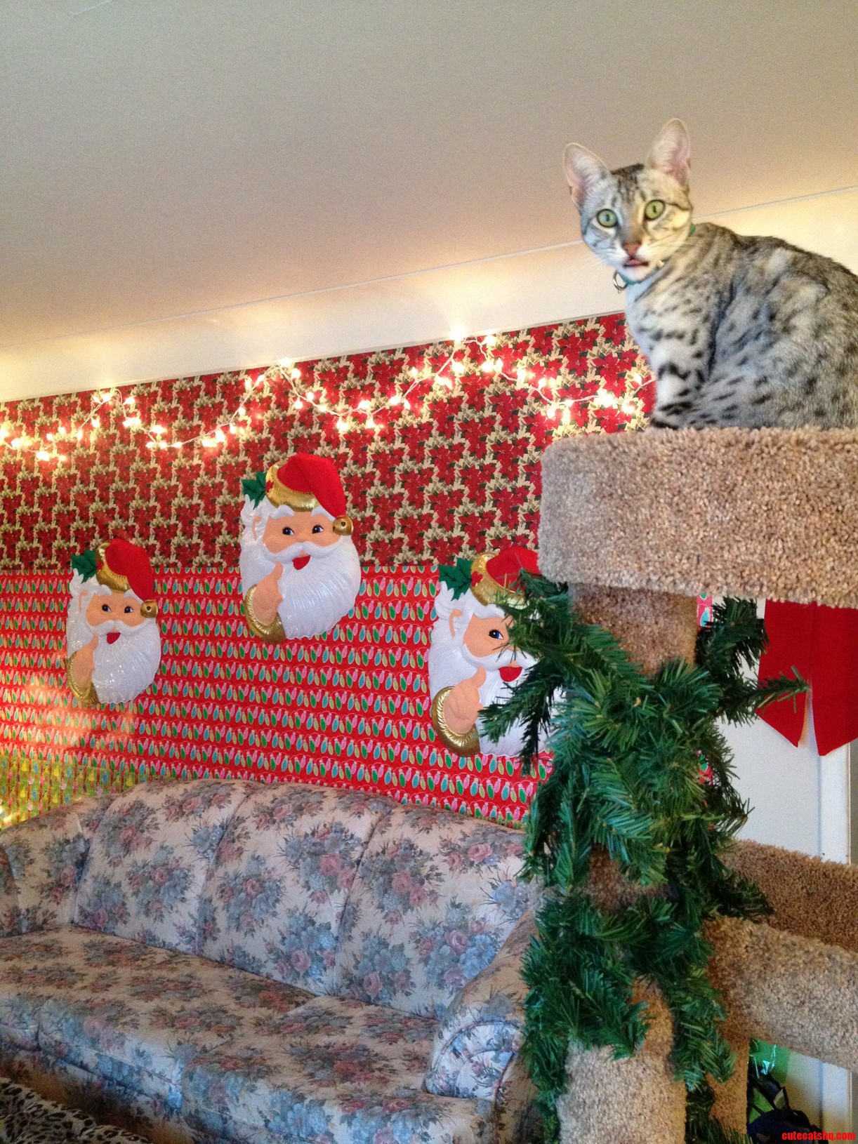 Finns First Christmas... Traumatized.