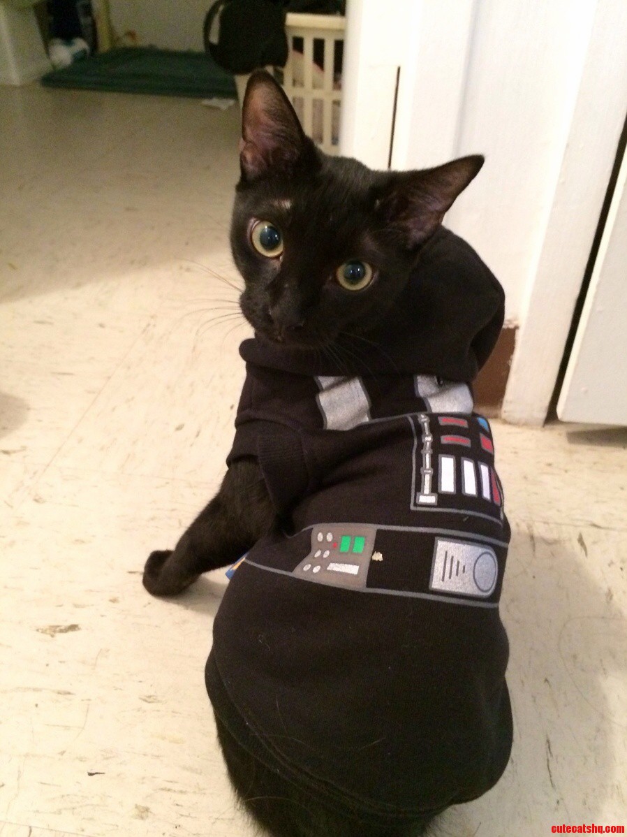 First Holiday Present for My First Pet Cat