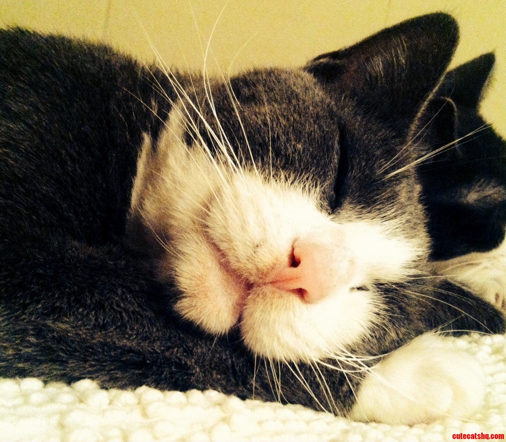 First Post Wanted to Share the Dashing Good Looks of My Kitty Oliver George