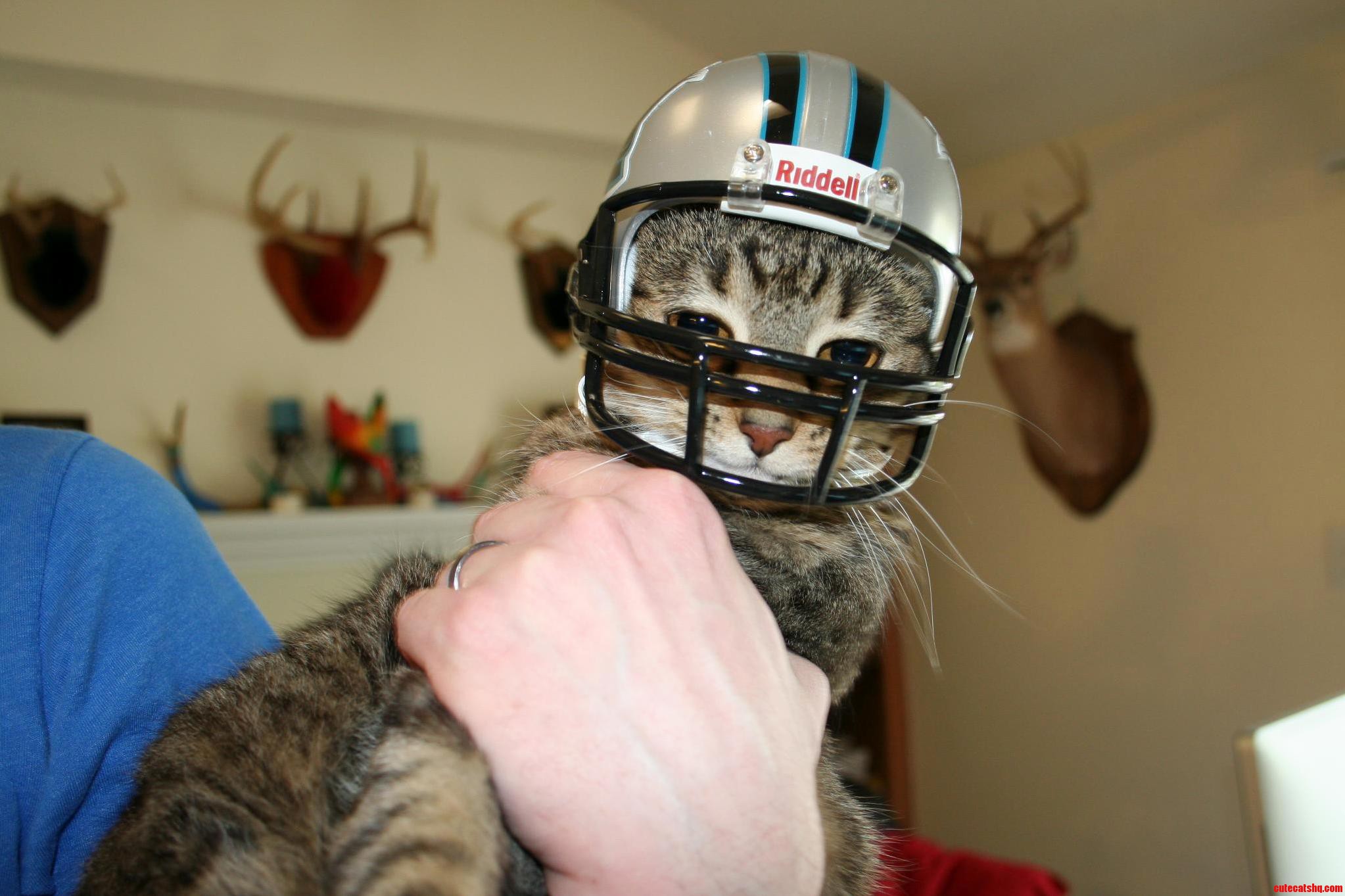 Football Cat