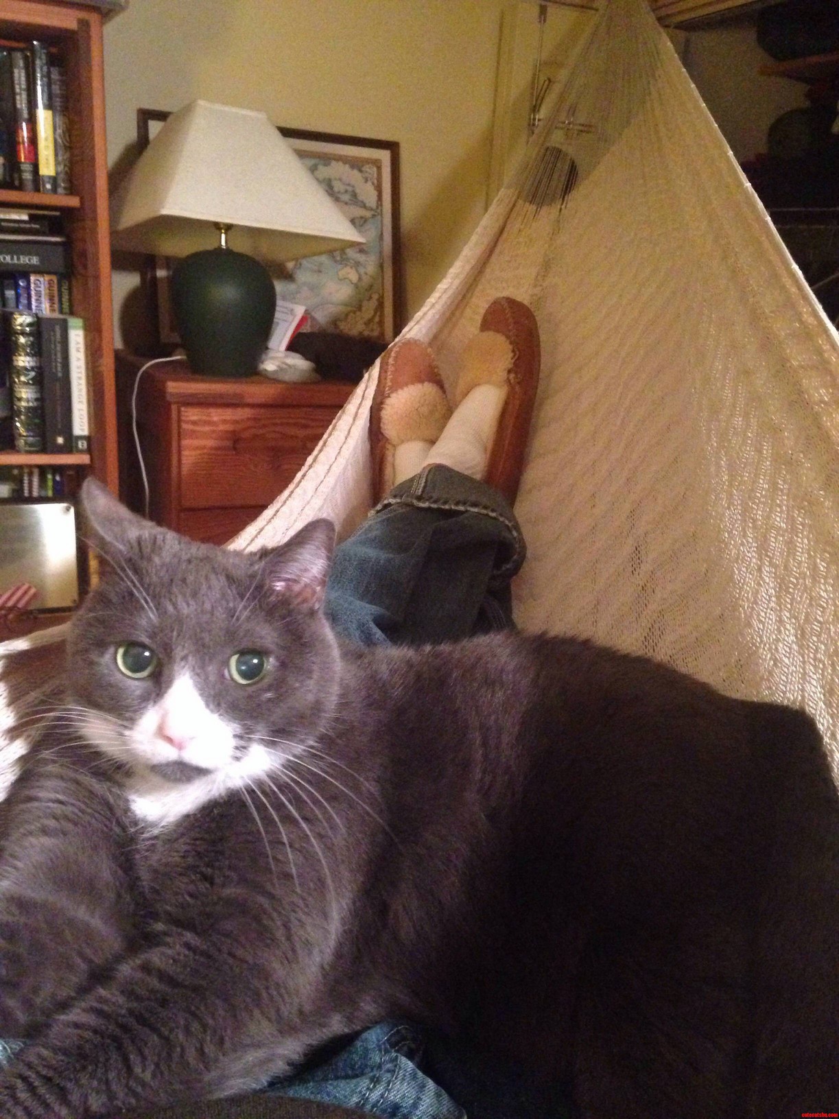 For My Cake Day Heres My Cat and Me in My Hammock