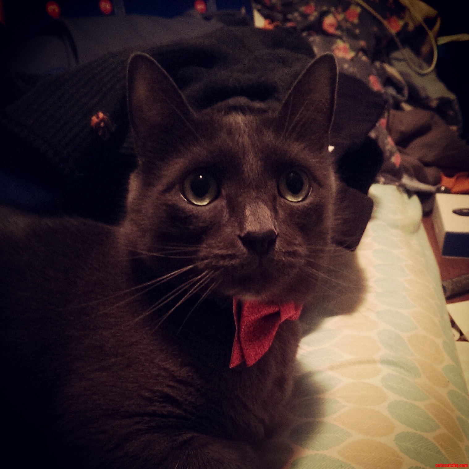 Found This Little Hair Tie.. Doubles As a Cat Bow Tie
