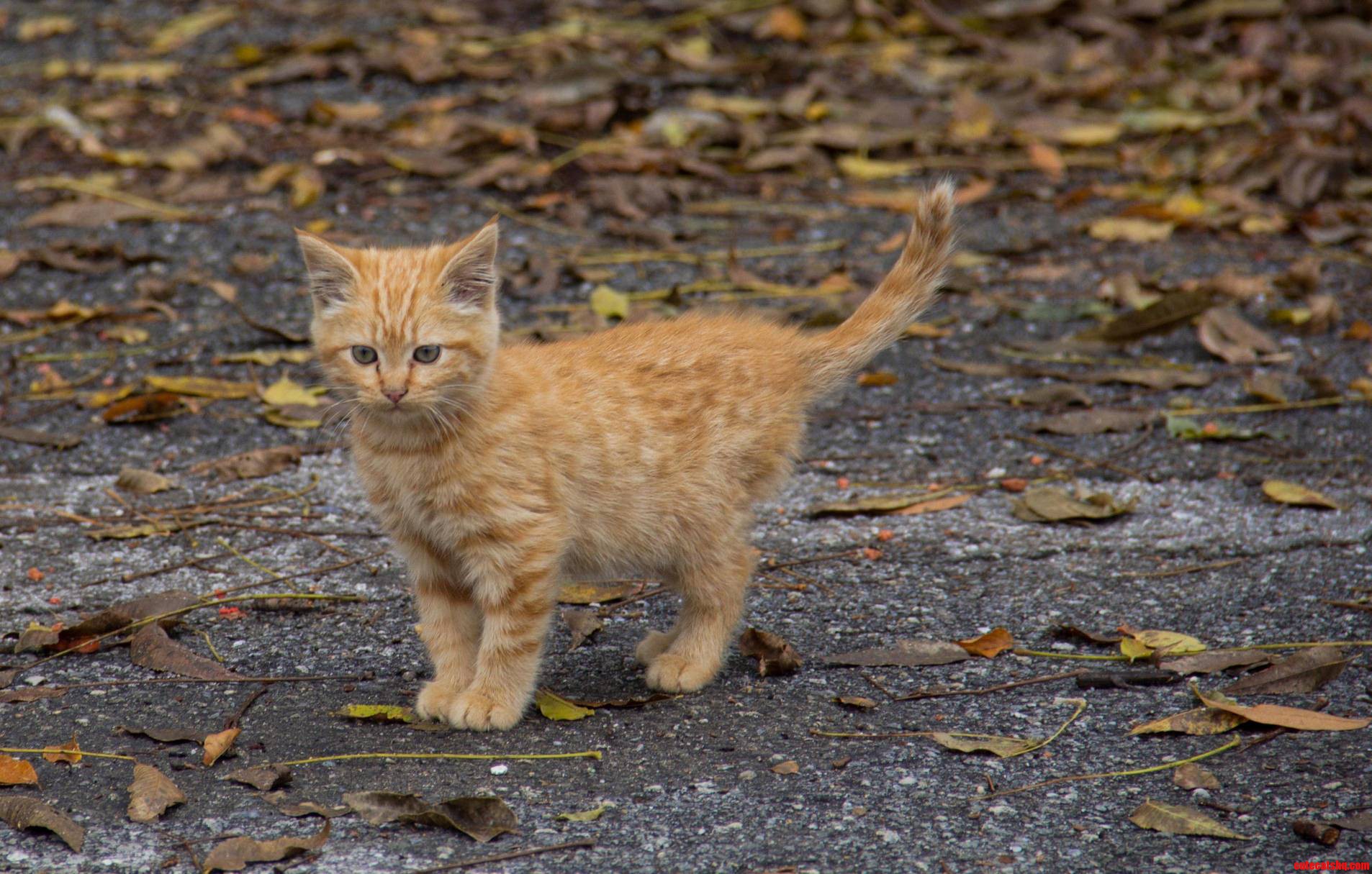 Found This Scrappy Little Guy Playing with Leaves in a Parking Lot