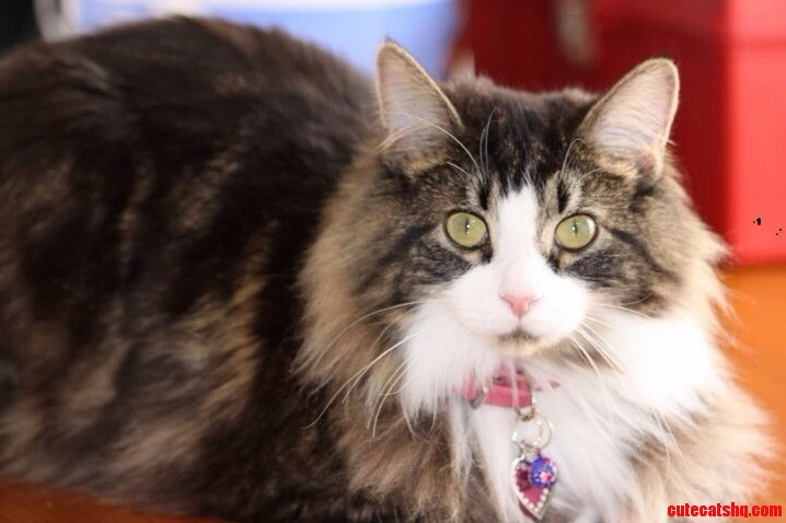 Frank the Beautiful Maine Coon