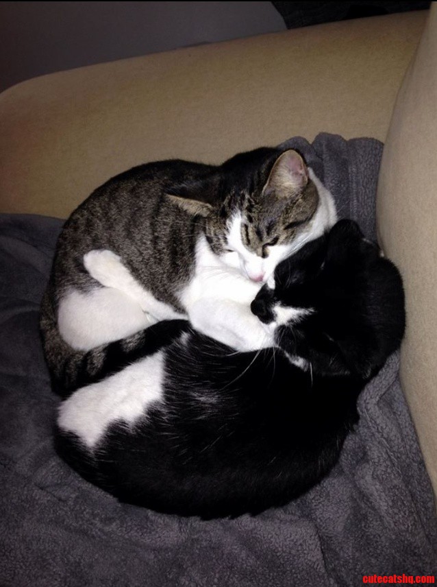From Fighting to Cuddling