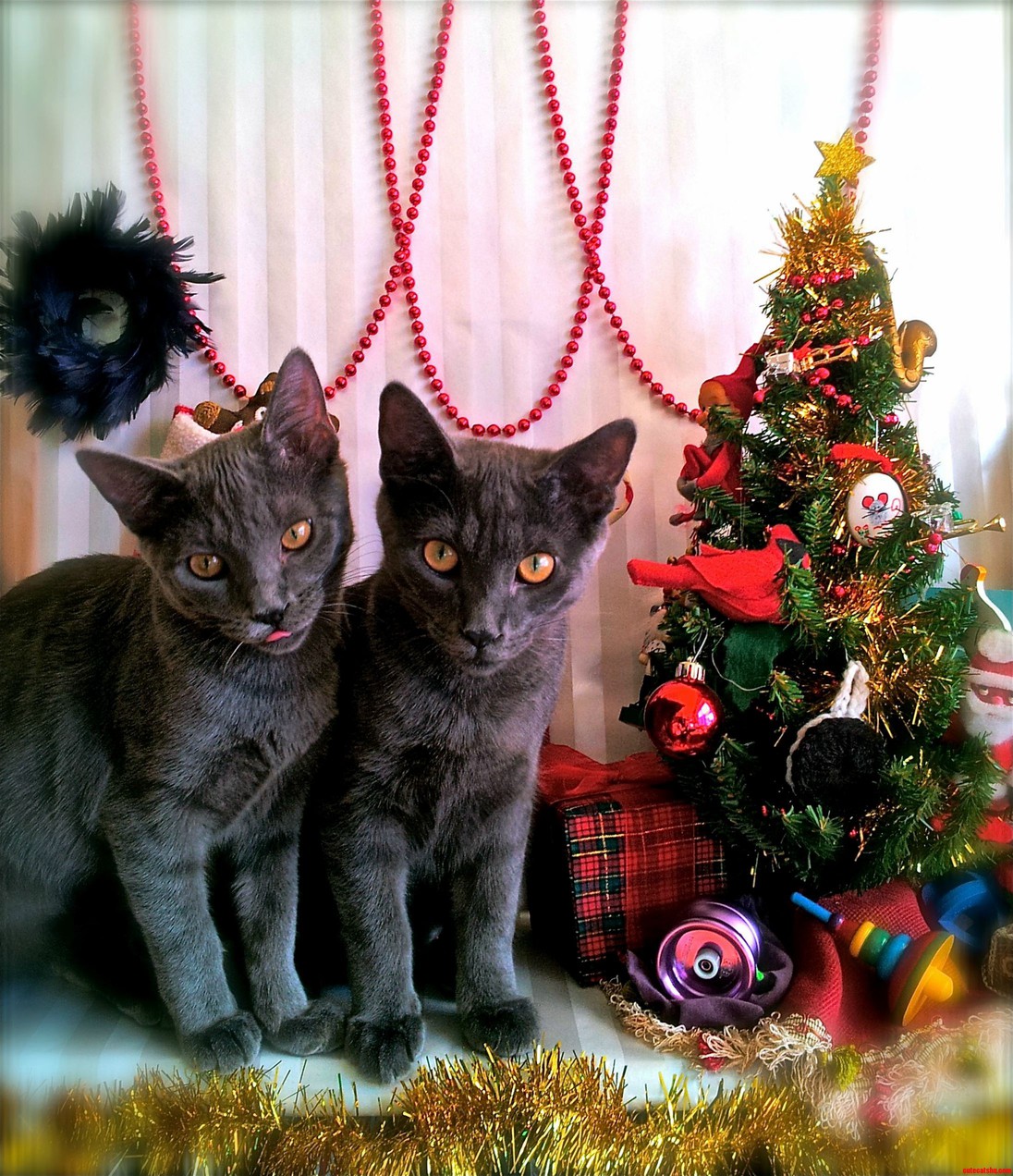From the Puff Family