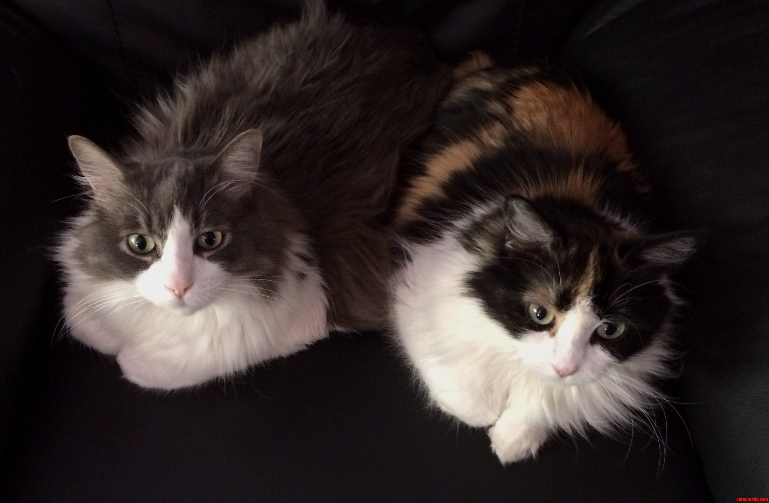 Fuzzy Seatwarmers. Thomas and His Daughter.