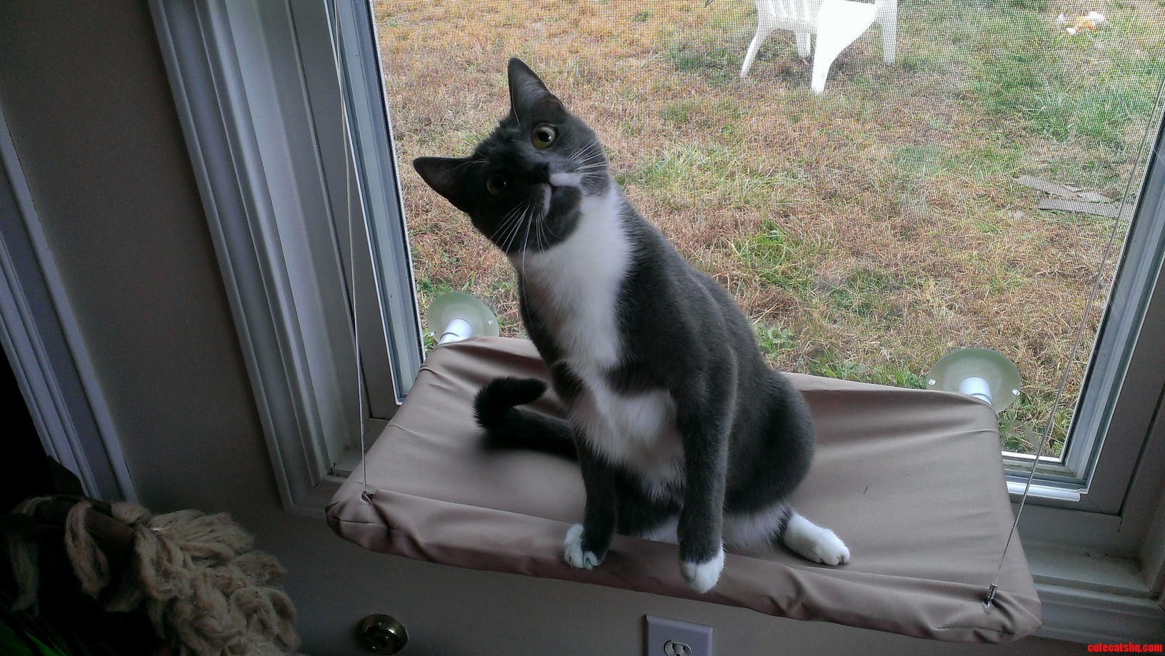 Gallifrey Concentrating on a Toy