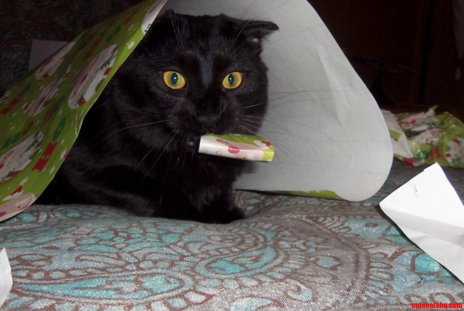 Geordi Helping with Gift-wrapping X-post from Rchristmas