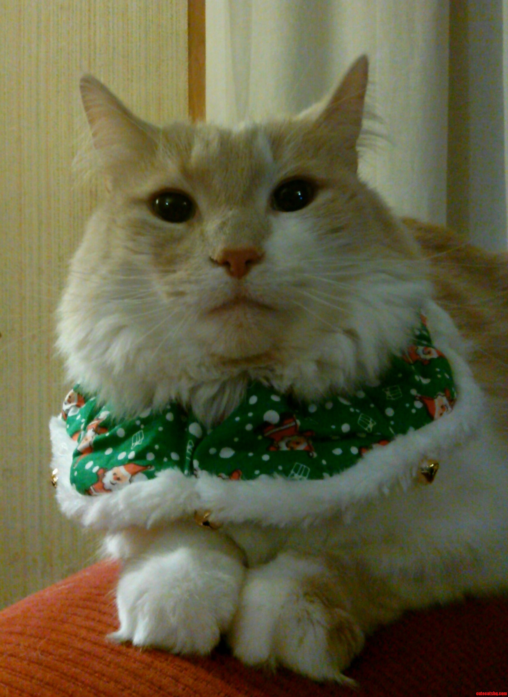 Getting Into the Holiday Spirit