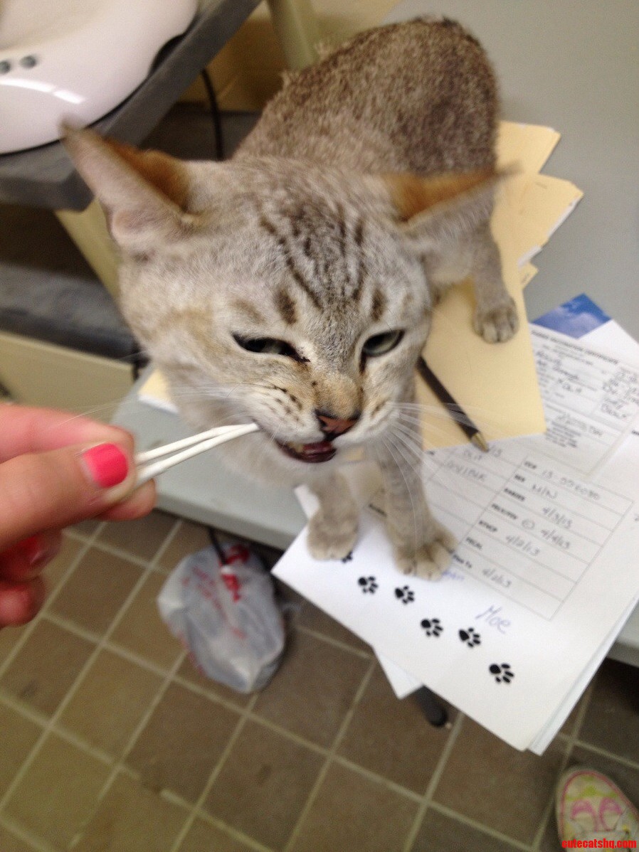 Gimme the Q-tip