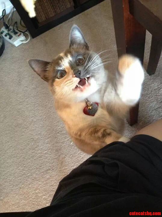 Give Me the Chicken