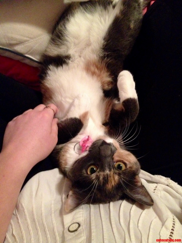 Go Ahead Pet My Belly
