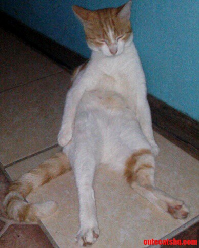 Go Home Drunk. Youre Cat.
