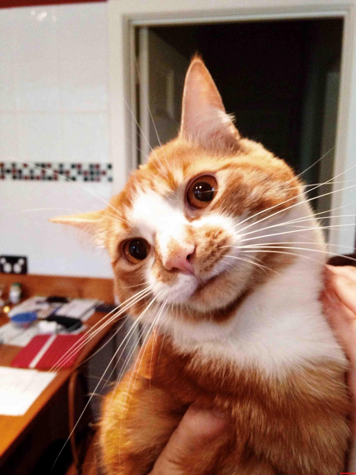 Golden Eyed Boy