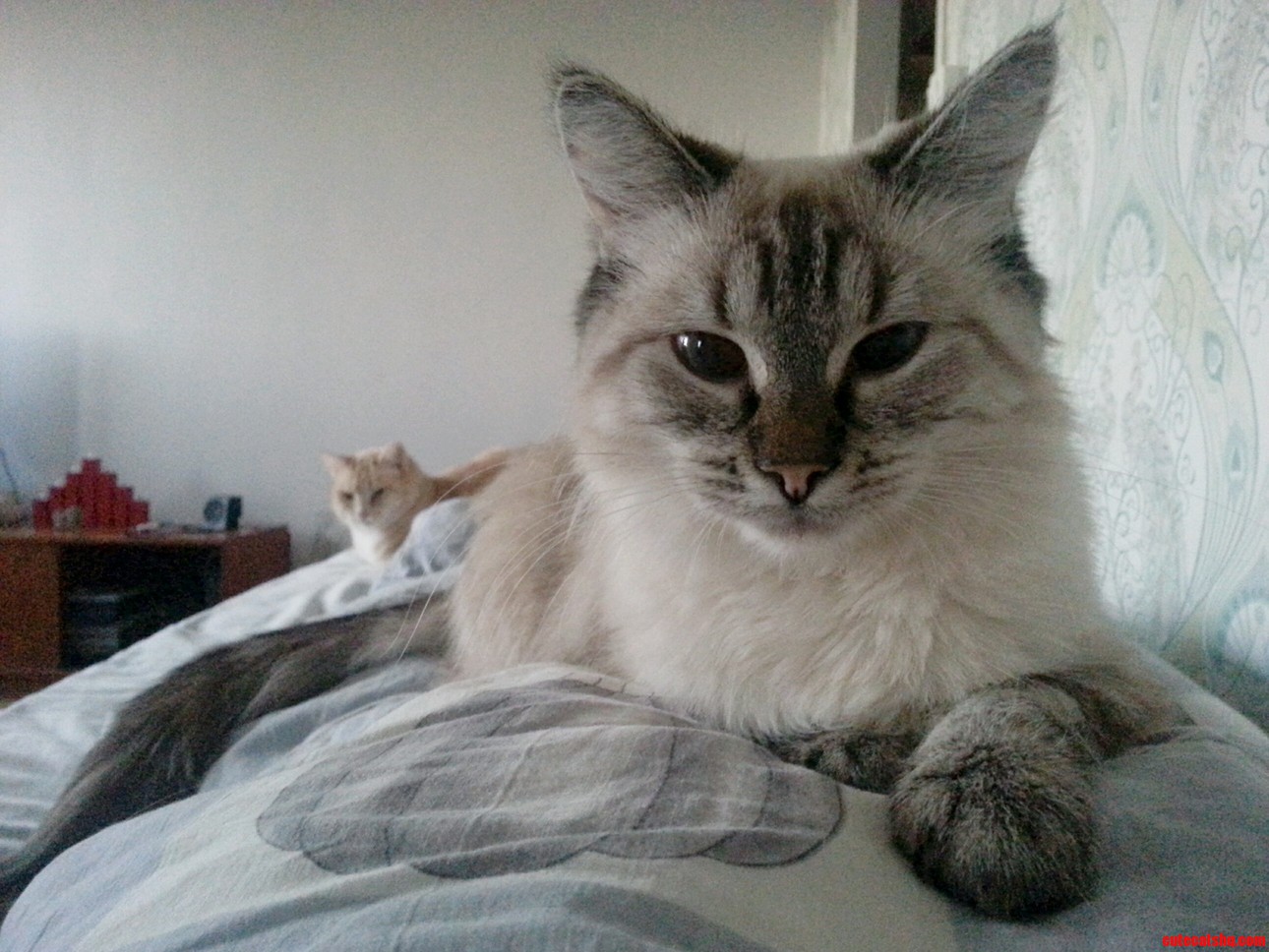 Good Morning.