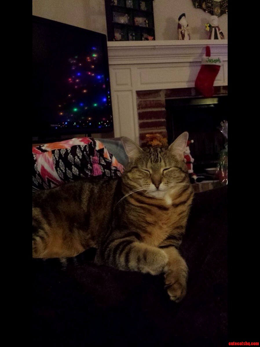 Goodnight from Me and My Christmas Kitty.