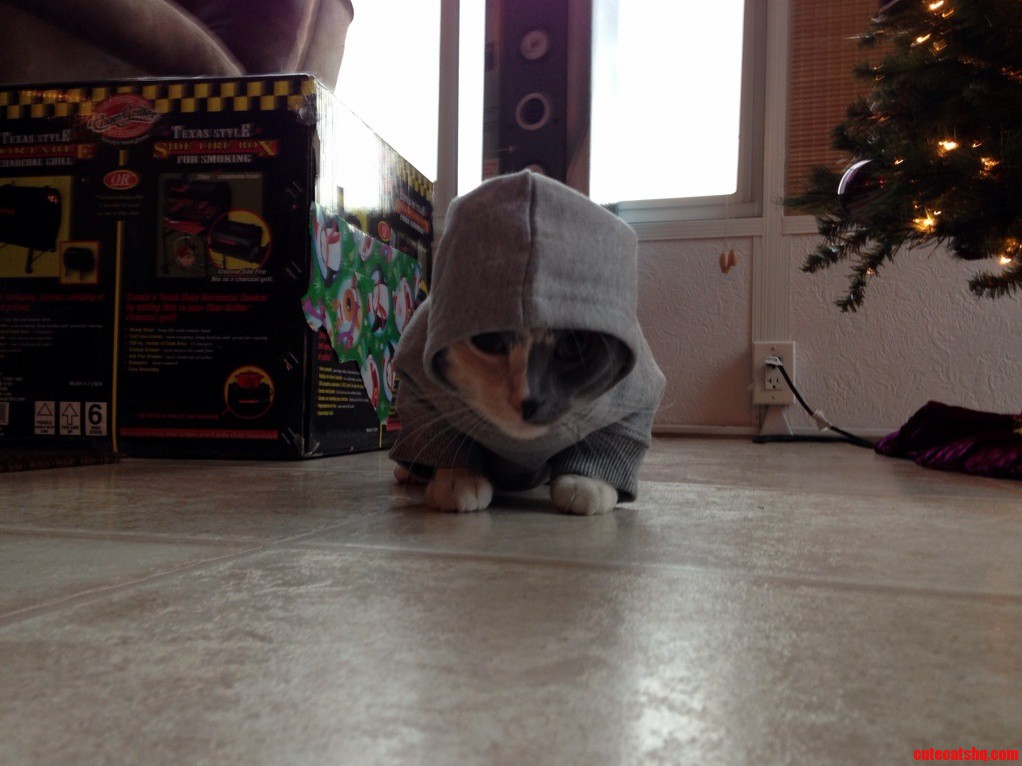 Got My Girlfriends Cat a Hoodie for Christmas