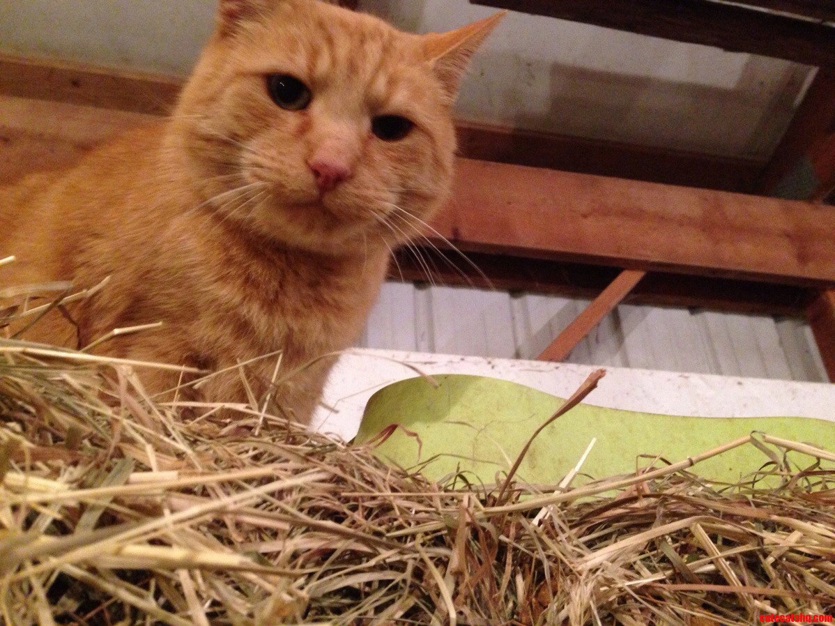 Grumpy Barn Cat