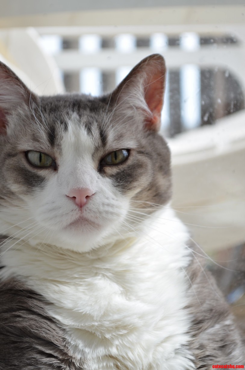 Grumpy Cat Does Not Impress.
